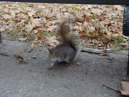Squirrel in Battery Park<br>Location: <a href="https://www.google.com/maps/search/?api=1&query=40.70404,-74.01541" target="_new">Battery Park</a>
